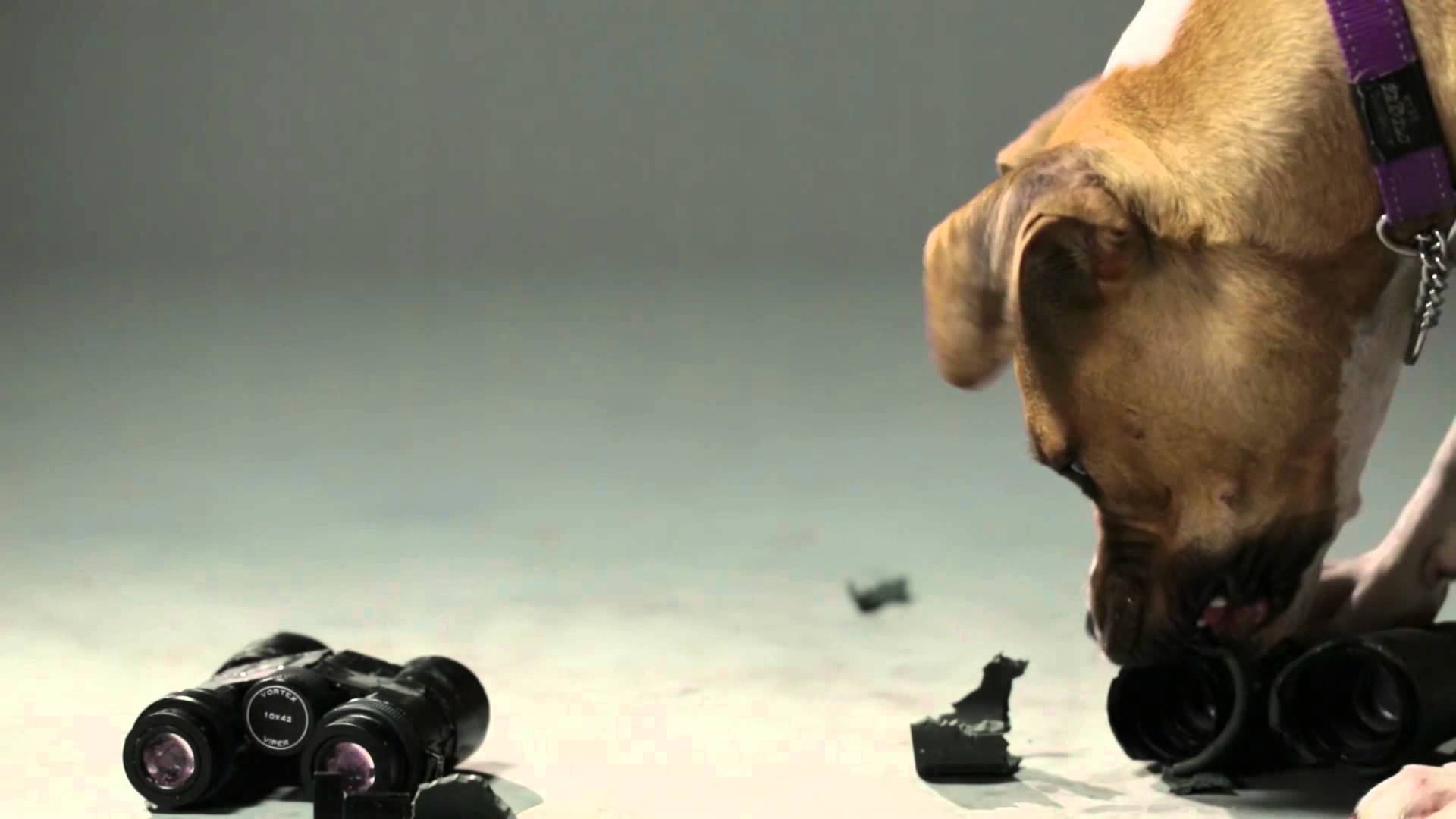 Lornetka Vortex Vulture HD 8x56 - obrazek 10